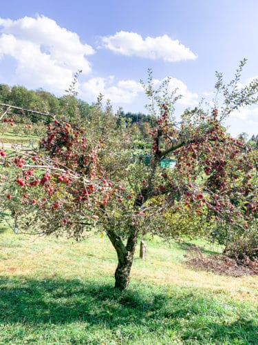 Apple Picking - Fall Family Activities