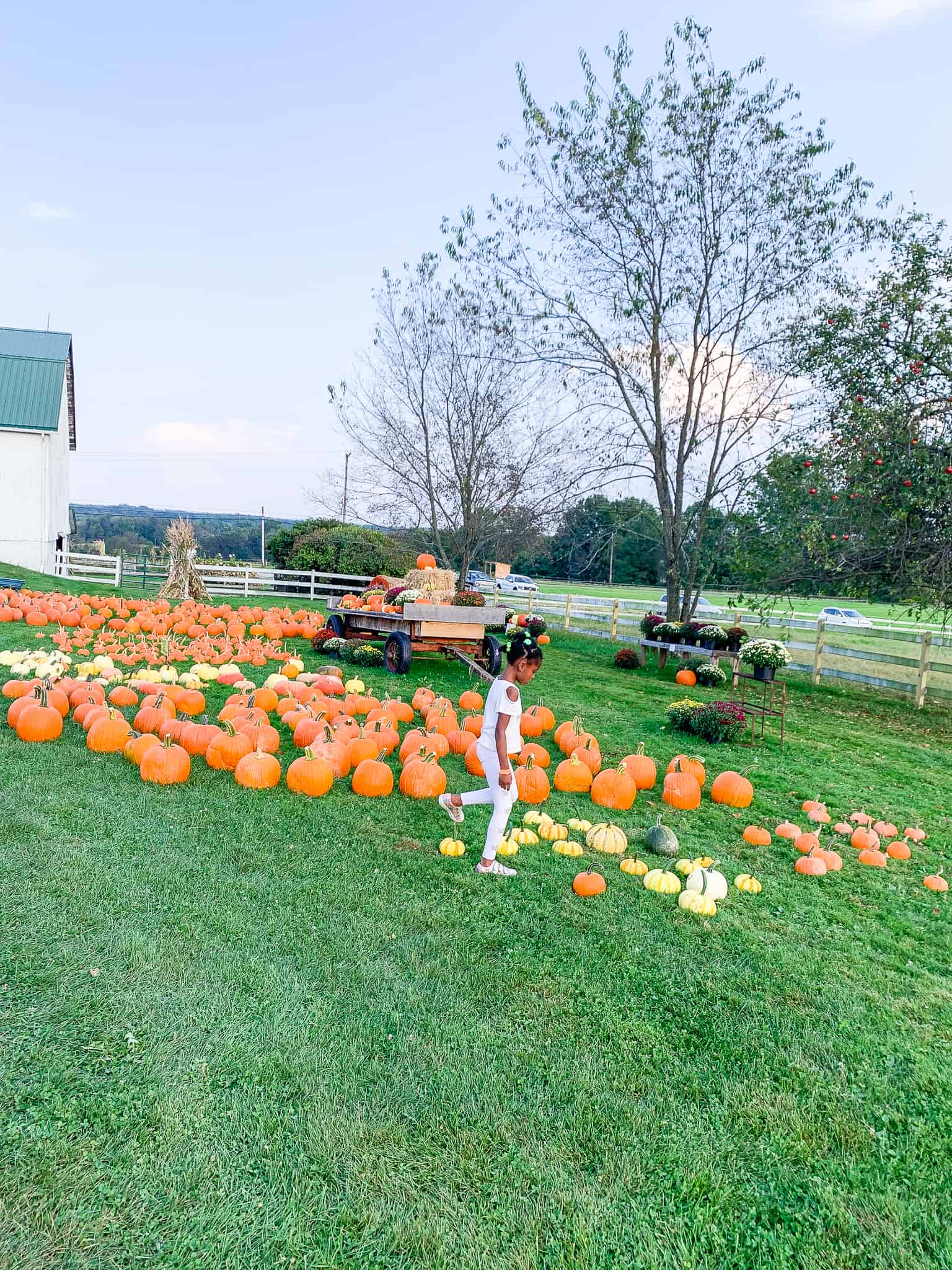 trip to the pumpkin patch