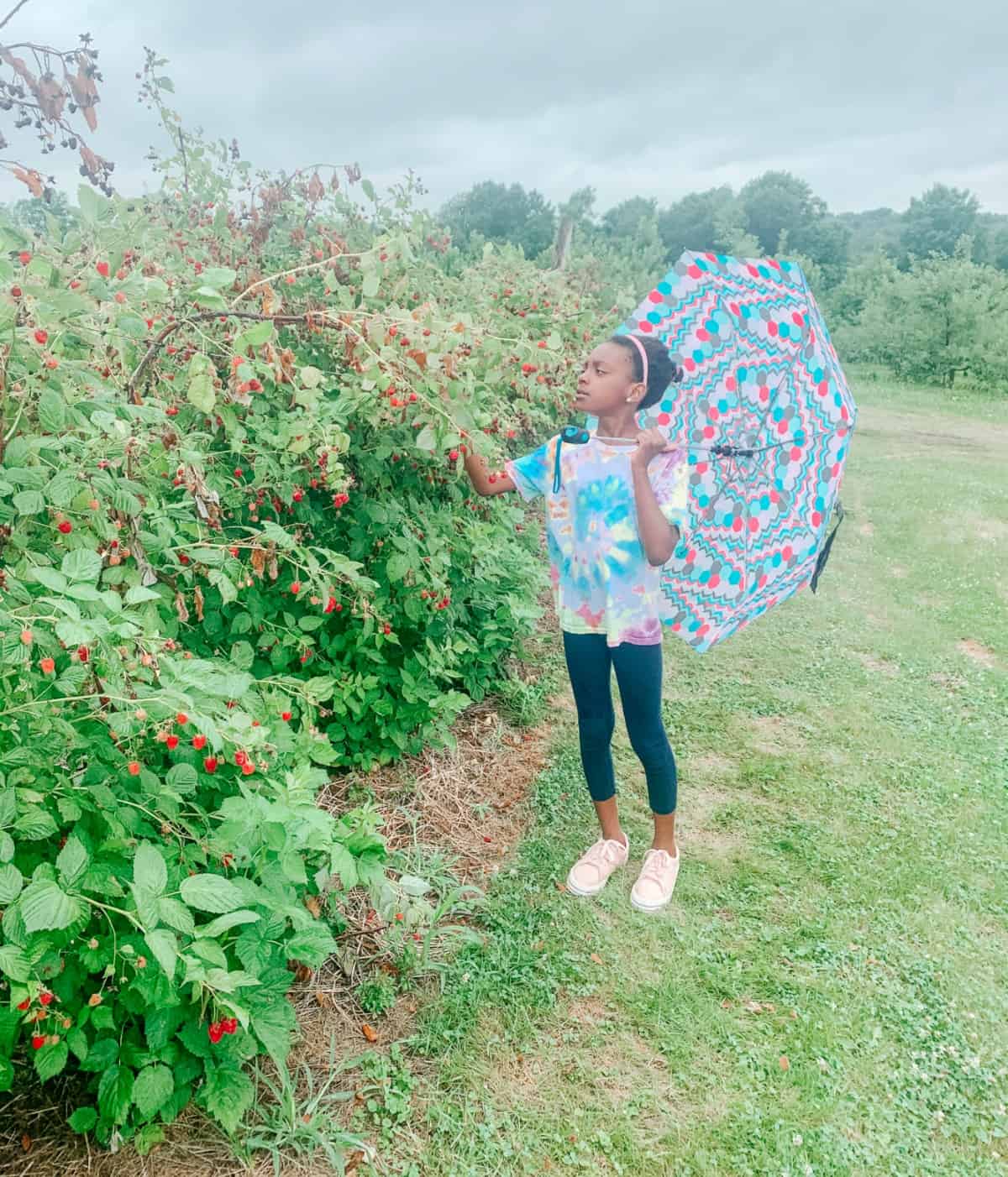 Blueberry Picking and a Blueberry Pie