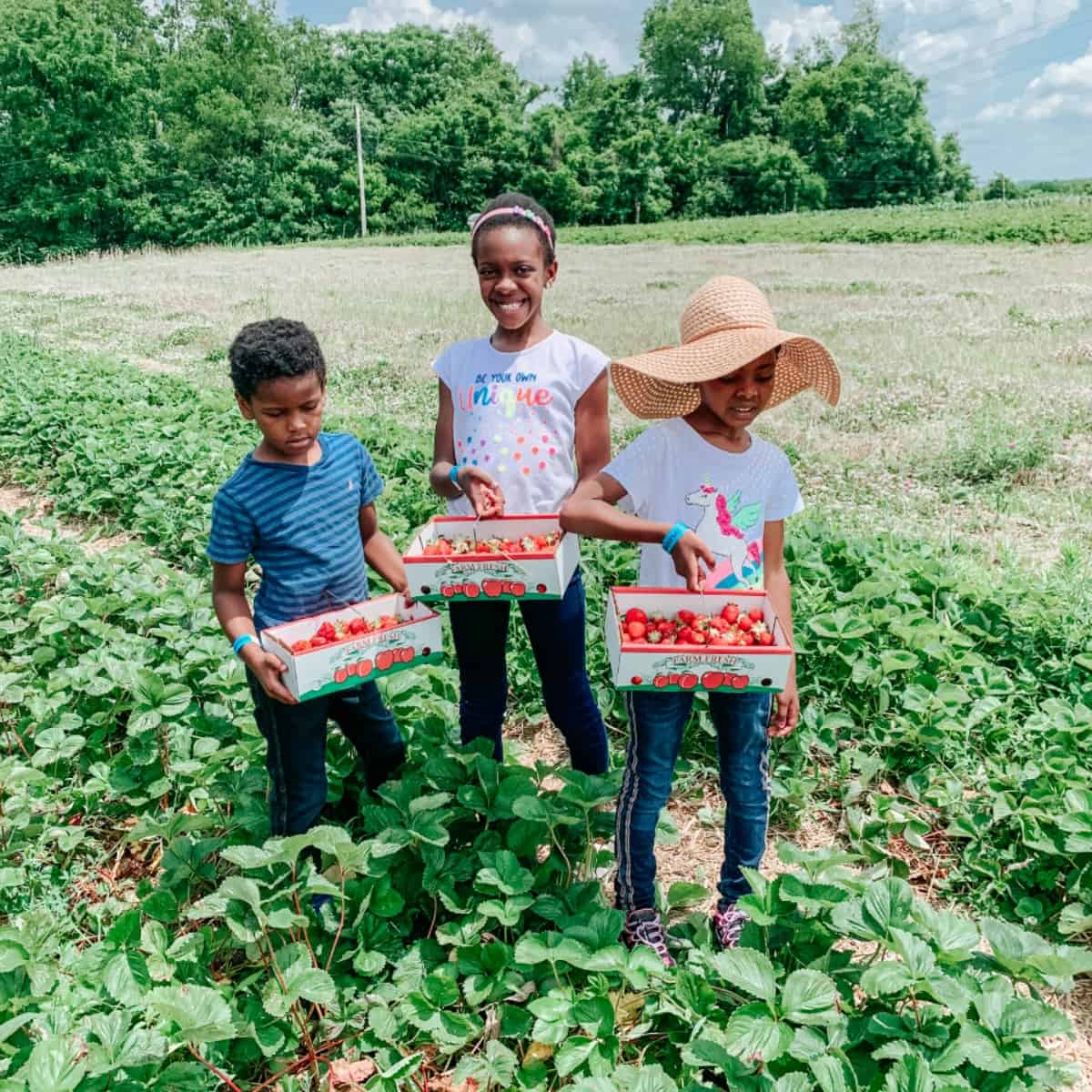 Strawberry Picking June 2020
